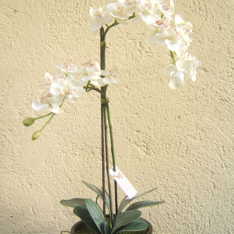 Orquidea en madrid centro