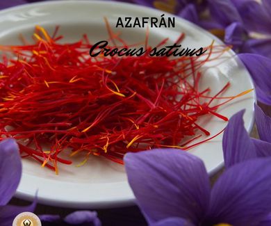 Azafrán  (Crocus sativus)