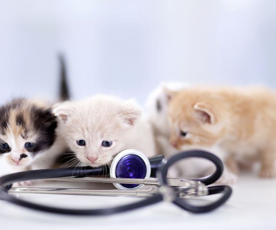 Razones para acudir a las urgencias veterinarias