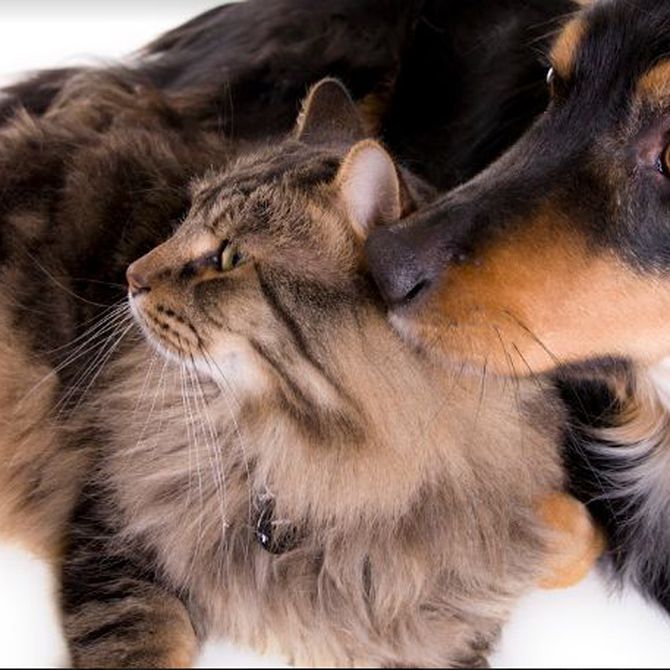 Perros, gatos y alergias