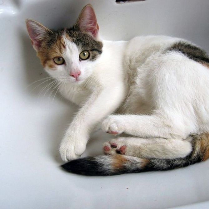 Mitos sobre el baño a los gatos