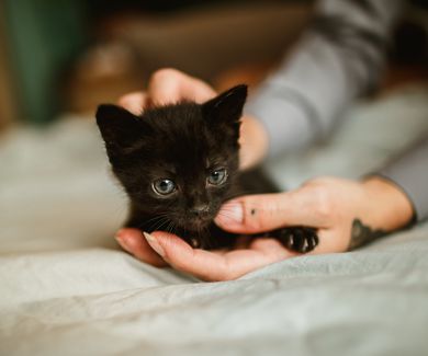 Soft kitty... warm kitty... little ball of fur
