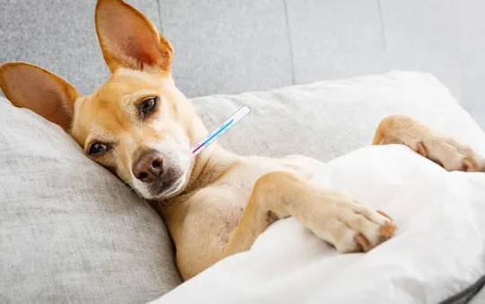 Urgencias veterinarias en Las Rozas