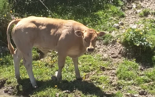 Imagen 1 de la galería