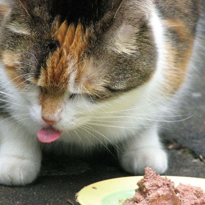 Cómo cuidar la alimentación de tu gato