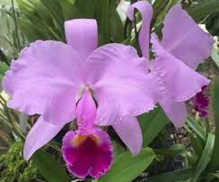 Agresión - orquídea amazónica : Terapias de Terapias Alternativas Isabel