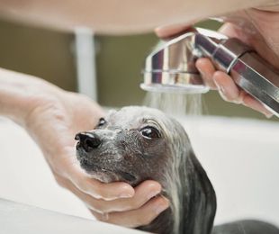 ¿Qué servicios ofrece una peluquería canina?