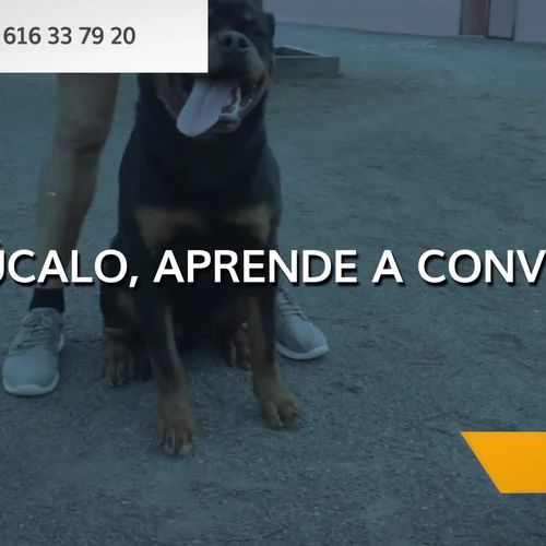 Adiestrador de perros en Las Palmas de Gran Canaria