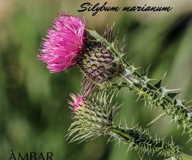 CARDO MARIANO (Silybum marianum)