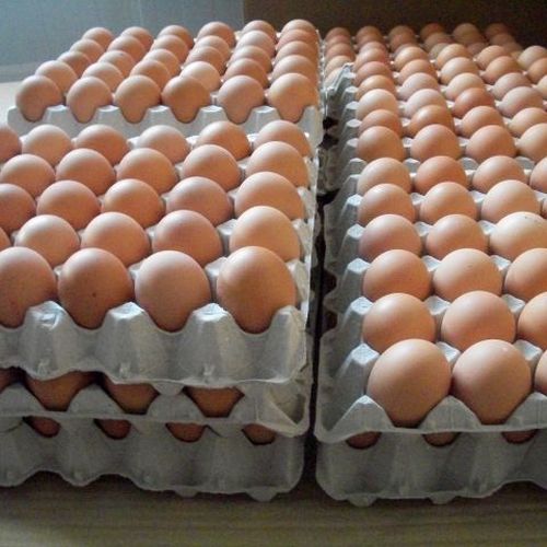 Distribución de huevo líquido en Almería | Huevos Cañavate