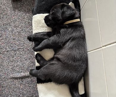 Neonatología clínica veterinaria