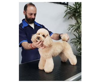 Spa canino con ozono: Servicios de Peluquería Canina Anthares
