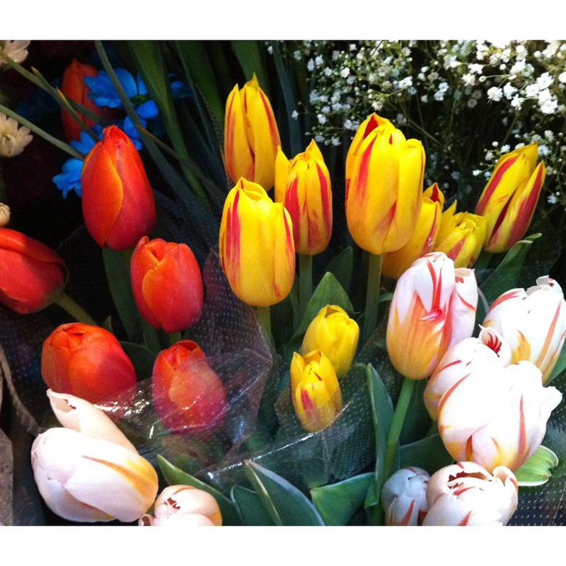 Tulipanes: Catálogo de Flores Maranta