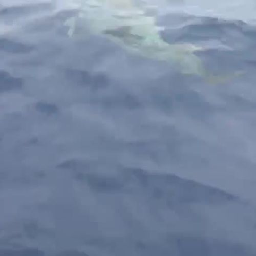 Avistamiento de cetáceos a bordo de Catamarán Marhaba