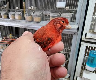 Aves disponibles