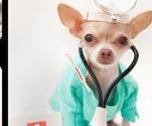 Servicios veterinarios