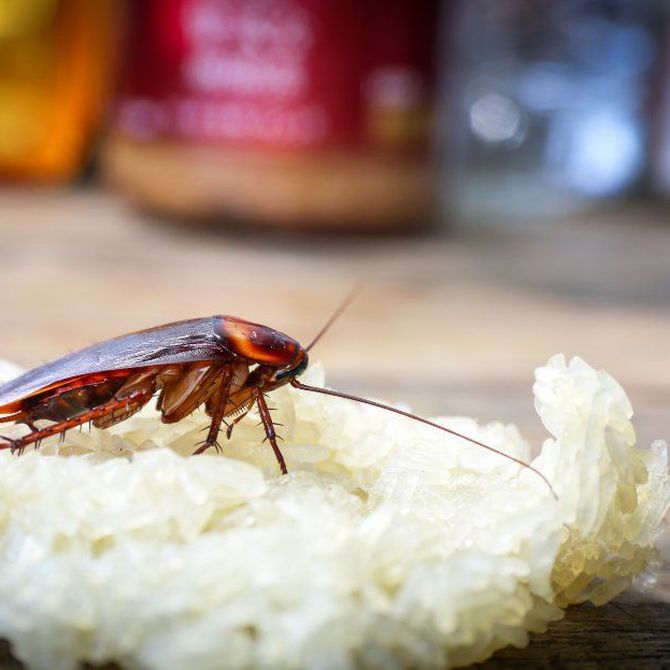 Erradicación de la cucaracha negra: ¿Fumigación o cebos alimenticios?