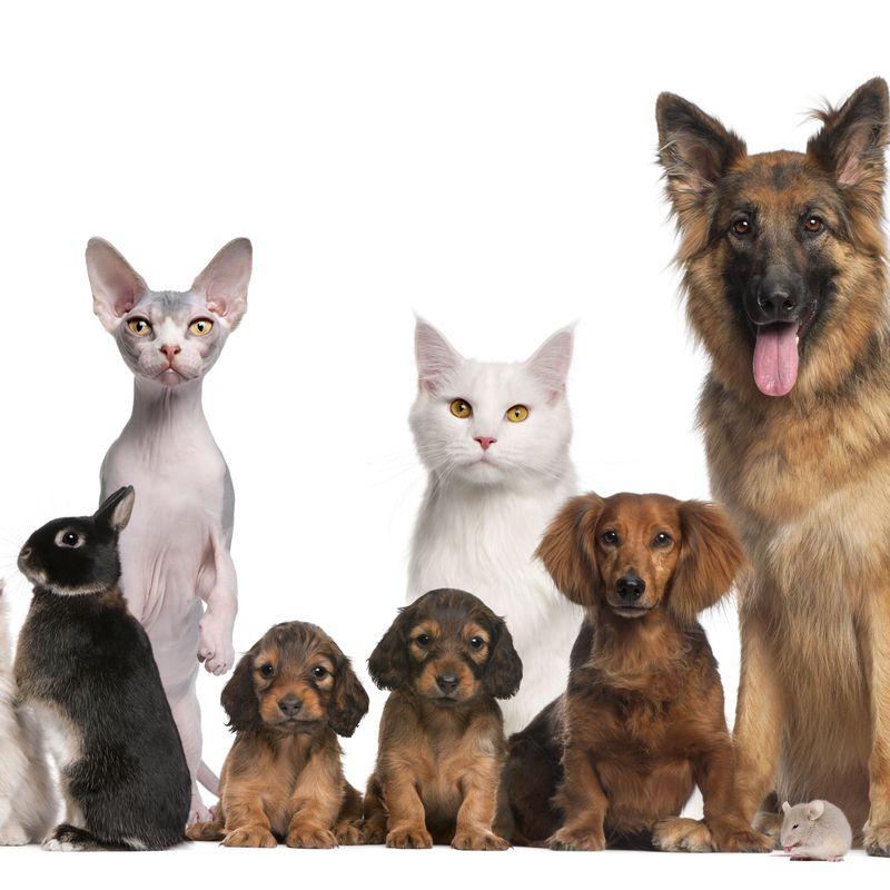 Venta de animales: Servicios de Shira Mascotas
