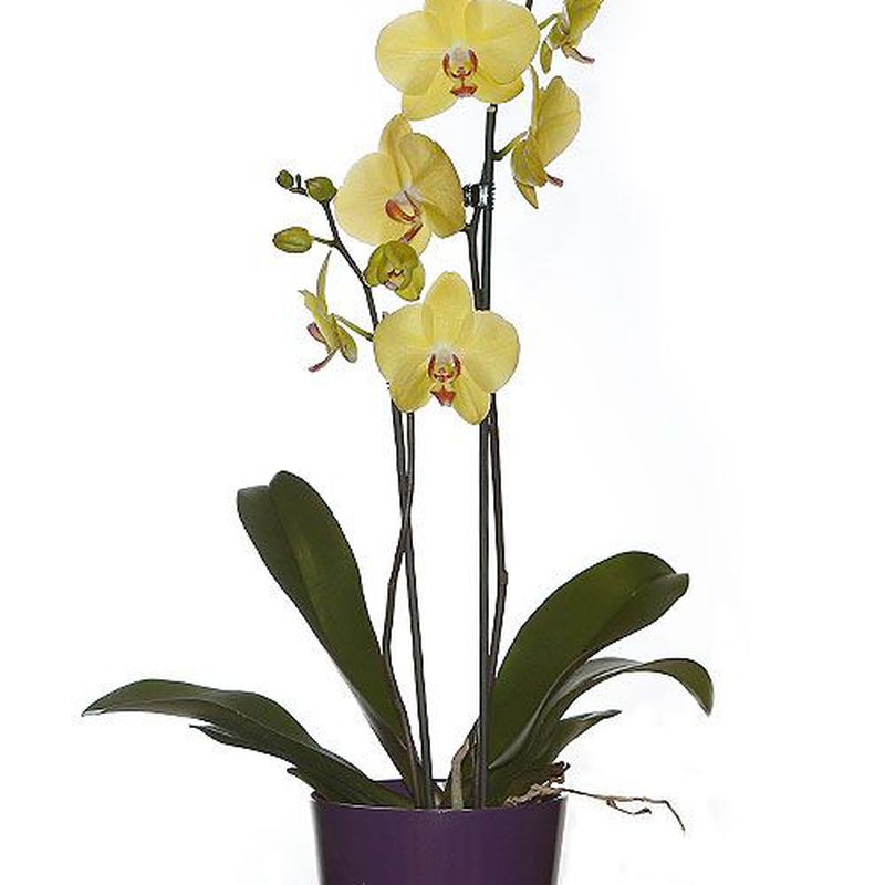 Orquídeas: Productos de FLORISTERÍA CASA BASUSTA