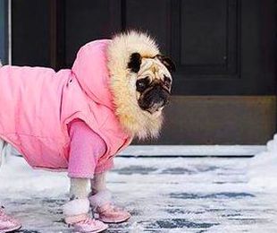 SE DEBEN ABRIGAR LOS PERROS EN INVIERNO?