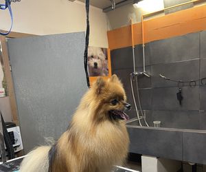 Pomerania en la peluquería canina de Lovedogs 