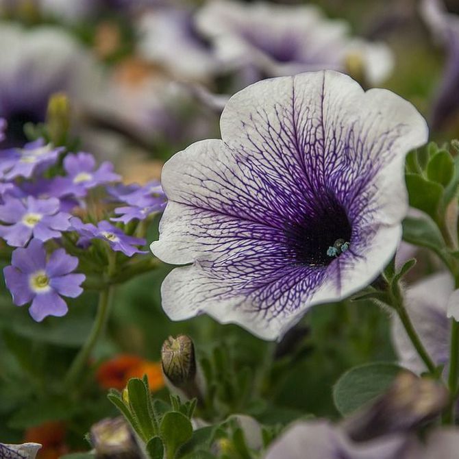 5 plantas florales ideales para el verano