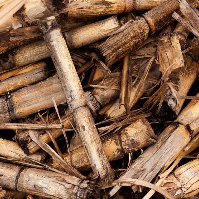 Descubre las ventajas de la biomasa
