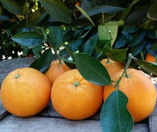 Naranjas de Mesa Grandes 10kg
