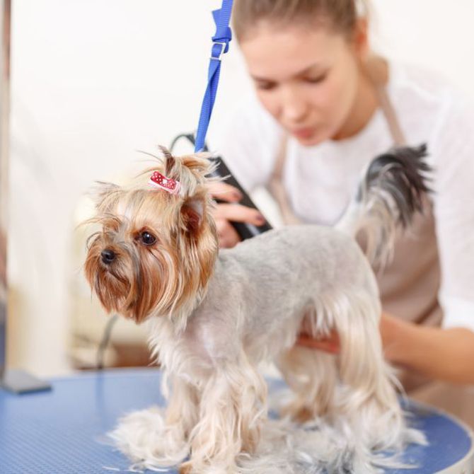 Consejos para que tu perro vaya feliz a la peluquería