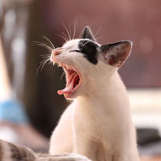 Gingivitis y otros problemas dentales en los gatos