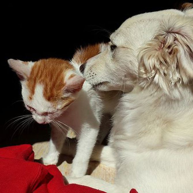 La lealtad de perros y gatos