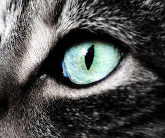 Cardiología: Servicios de Clínica Veterinari Sant Antoni Abat
