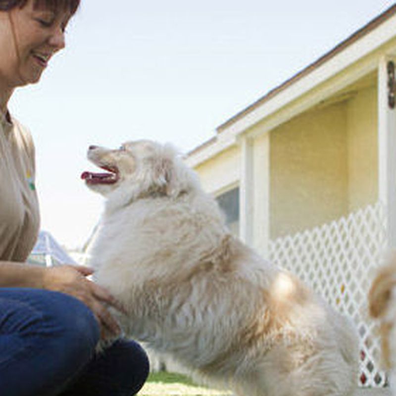 Visitas a domicilio: Servicios  de Centro Veterinario Bienestar Animal Almerimar