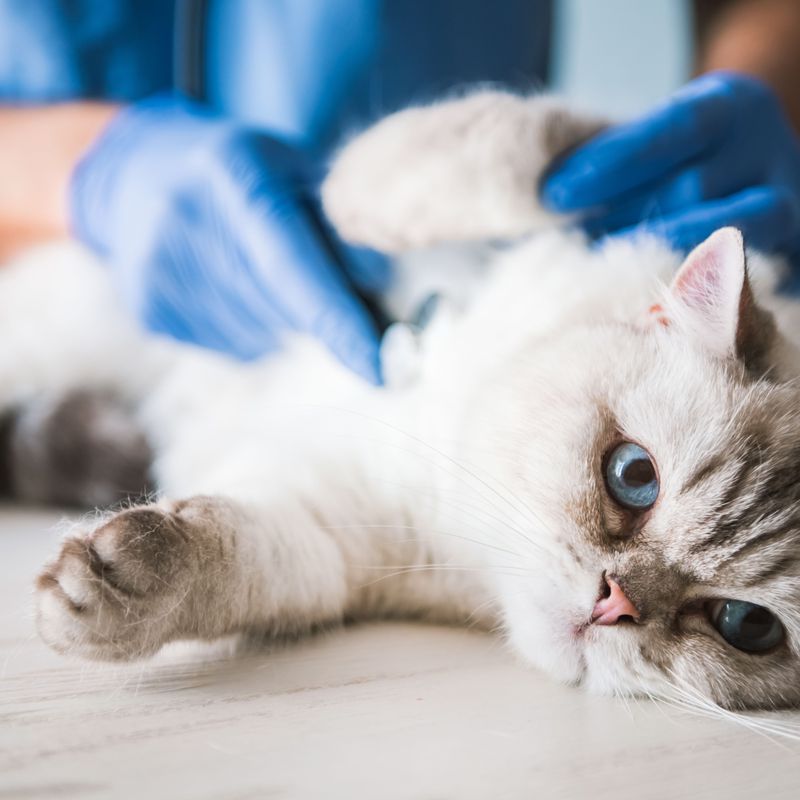 Consulta para gatos: Servicios de Clinica Veterinaria Animalia
