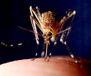 Guerra química contra el mosquito: lo que la ciencia sabe sobre cómo evitar su picadura este verano