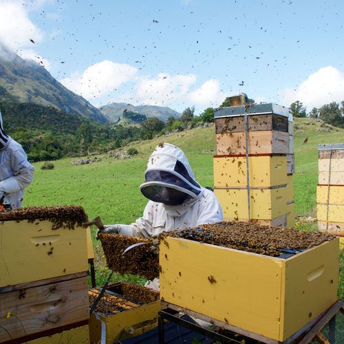 Miel de abejas Cáceres