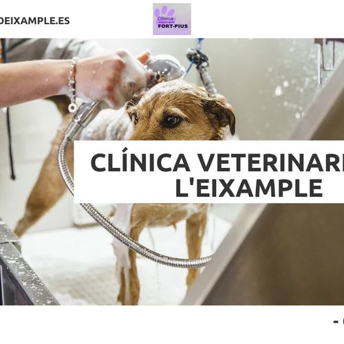 Veterinari a domicili Eixample Barcelona | Clínica Veterinària Fort Pius