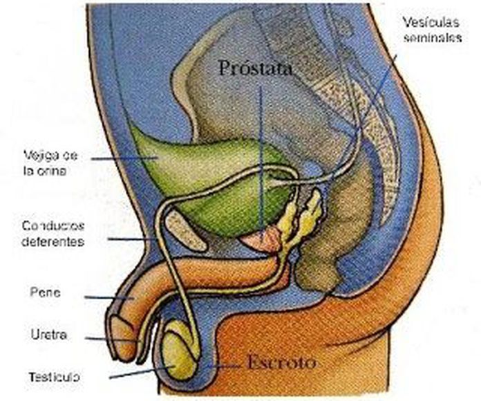 Cirugia urologica: Servicios de Dr. Cuervo Urólogo