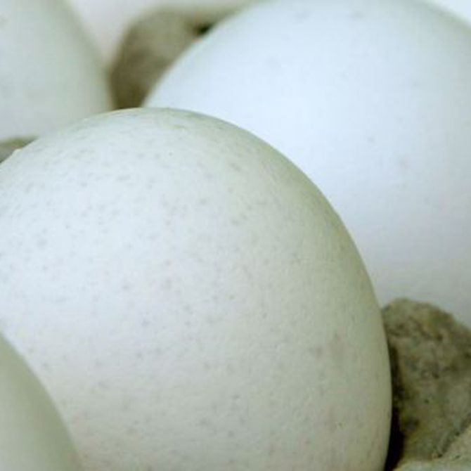 Ventajas de los huevos ecológicos 