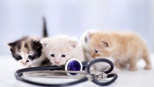 Imagen de ¿Qué hacemos? - Consultas veterinarias