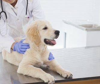 Desparasitación: Piensos de Centro Veterinario Ifach