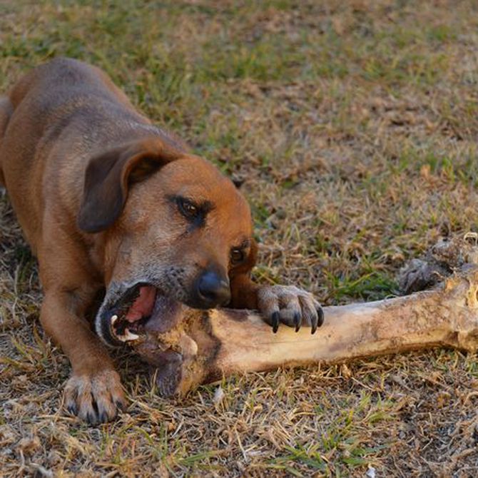 Los huesos no son buenos para los perros