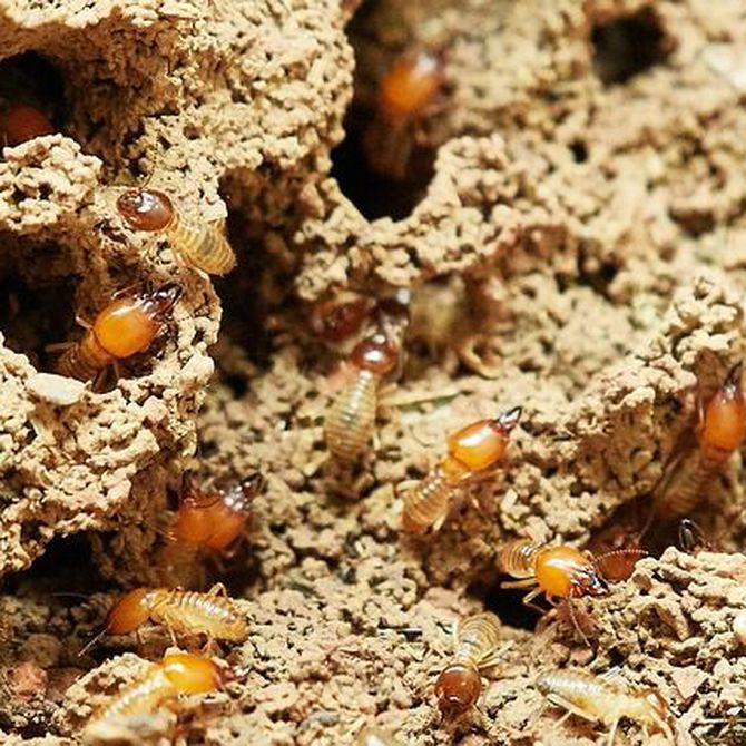 ¿Por qué las que las termitas se alimentan de madera?