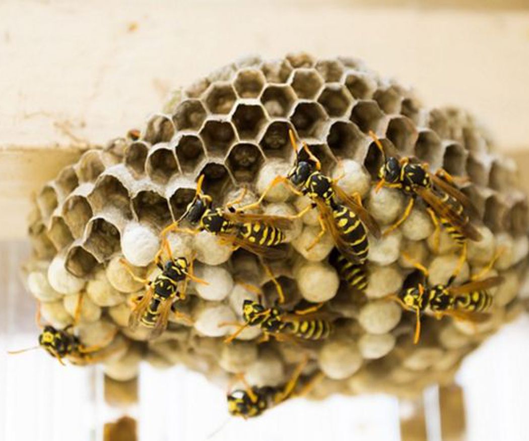 Control de avispas y abejas 