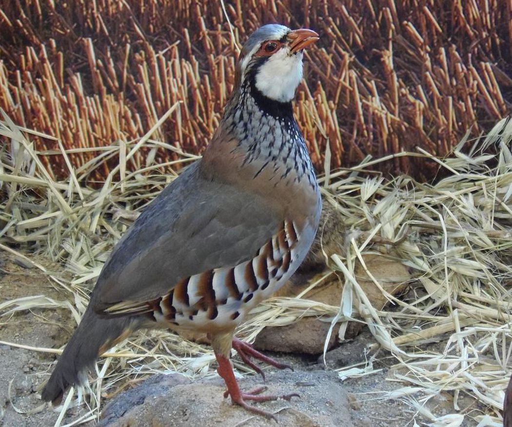 La perdiz roja, la reina de la caza menor