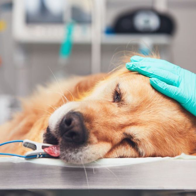 5 cirugías habituales en animales