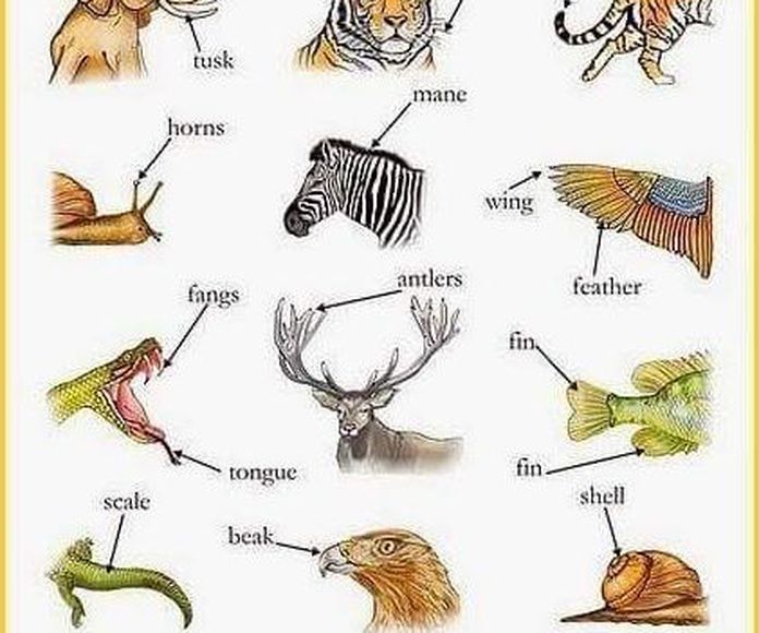 Vocabulary: Animal body parts }}