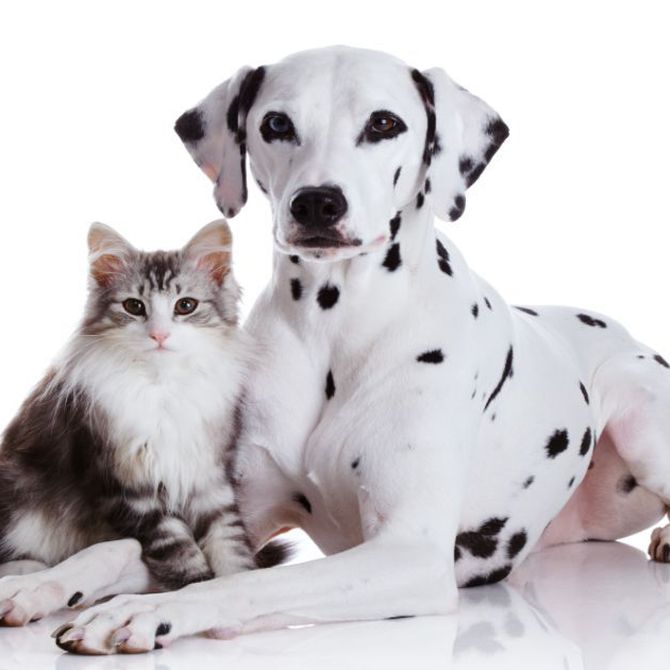 Salva la vida a un animal abandonado