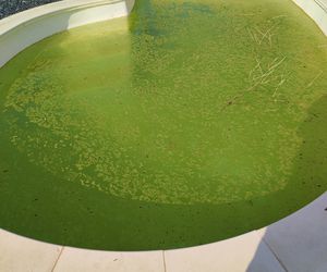 ¿Piscina verde?