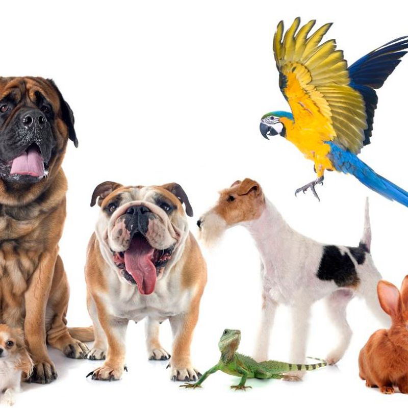 Tegumentos Animales (Piels de Animales): Cursos de Formación Veterinaria Portacoeli